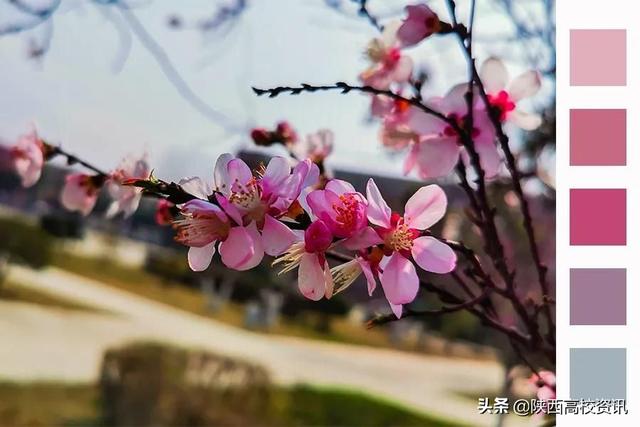 静待战＂疫＂胜利，西医的女神们花开百艳的学校等你们平安归来