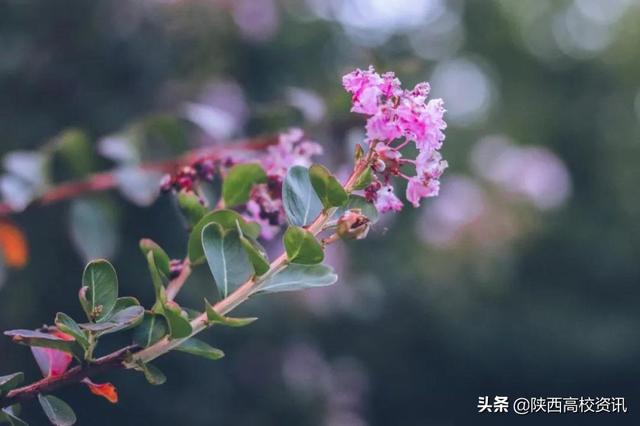 静待战＂疫＂胜利，西医的女神们花开百艳的学校等你们平安归来