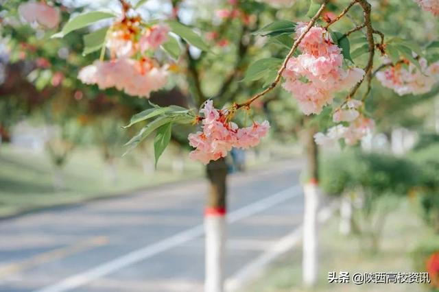 静待战＂疫＂胜利，西医的女神们花开百艳的学校等你们平安归来