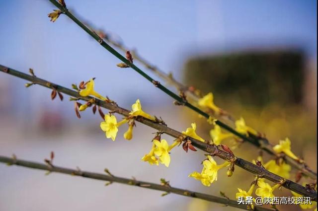 静待战＂疫＂胜利，西医的女神们花开百艳的学校等你们平安归来